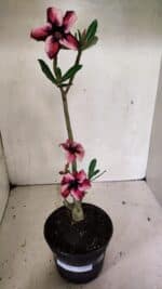 Planta Simples 3339 – 30cm – 02 anos - Imagem 2