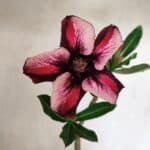 Planta Simples 3339 – 30cm – 02 anos