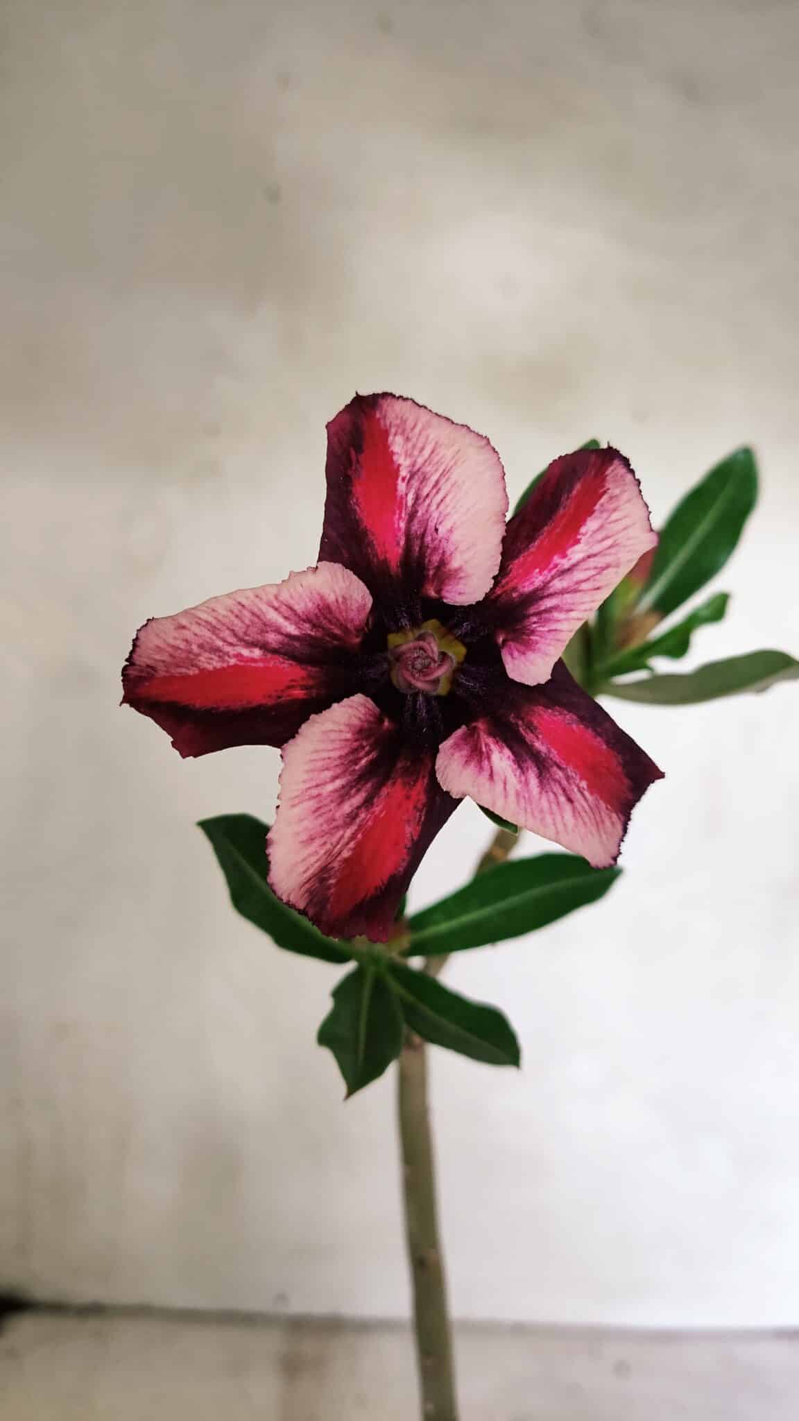 SIMPLES 3339 (2) Planta Simples 3339 – 30cm – 02 anos - Imagem 1