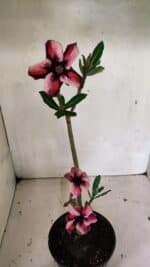 Planta Simples 3339 – 30cm – 02 anos - Imagem 8