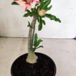 Planta Simples 3340 – 25cm – 01 ano