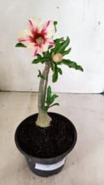 Planta Simples 3340 – 25cm – 01 ano