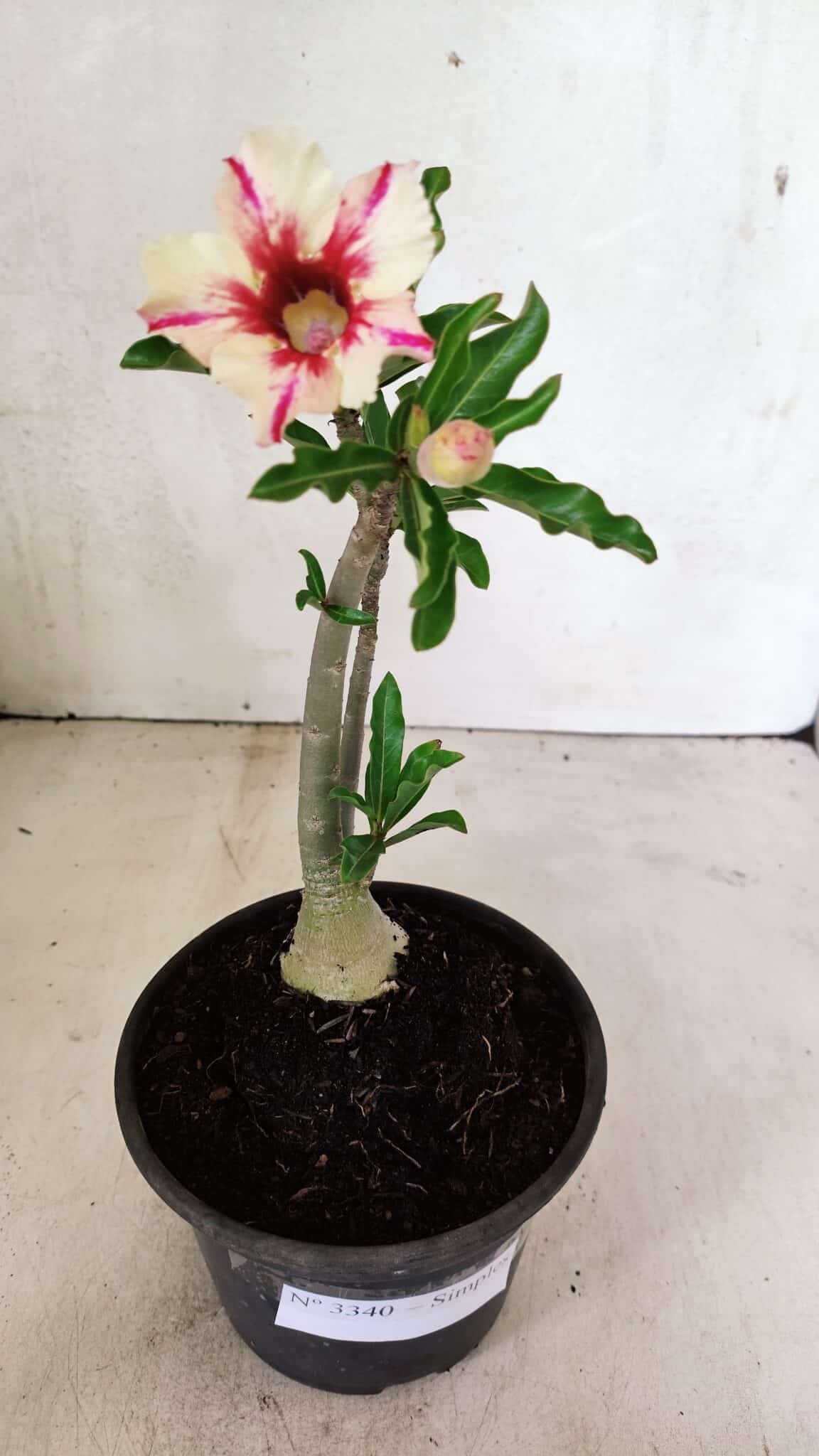 SIMPLES 3340 (1) Planta Simples 3340 – 25cm – 01 ano - Imagem 1