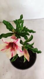 Planta Simples 3340 – 25cm – 01 ano - Imagem 4