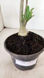 Planta Simples 3340 – 25cm – 01 ano - Imagem 8