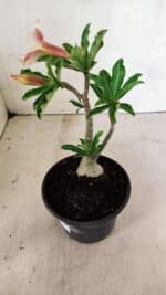 Planta Simples 3340 – 25cm – 01 ano - Imagem 7