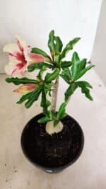 Planta Simples 3340 – 25cm – 01 ano - Imagem 5