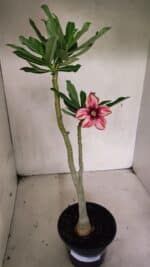 Planta Simples 3341 – 35cm – 03 anos - Imagem 2