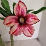 Planta Simples 3341 – 35cm – 03 anos