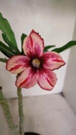 Planta Simples 3341 – 35cm – 03 anos