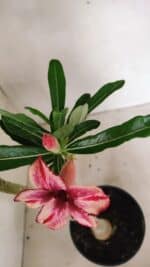 Planta Simples 3341 – 35cm – 03 anos - Imagem 5