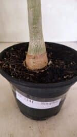 Planta Simples 3341 – 35cm – 03 anos - Imagem 7