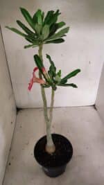 Planta Simples 3341 – 35cm – 03 anos - Imagem 8