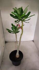 Planta Simples 3341 – 35cm – 03 anos - Imagem 6