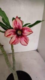 Planta Simples 3341 – 35cm – 03 anos - Imagem 3