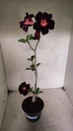 Planta Simples 3342 – 35cm – 03 anos - Imagem 2