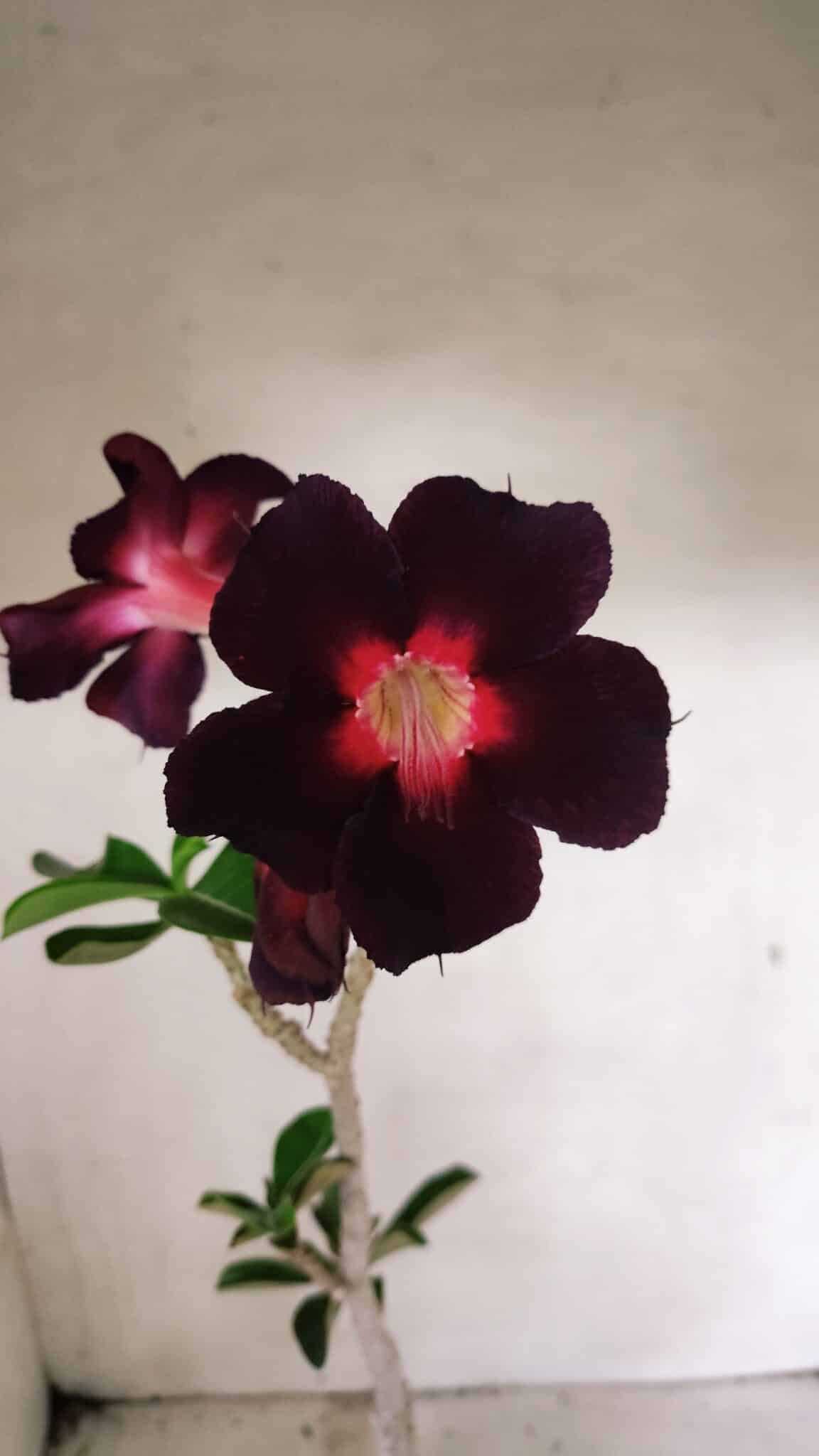 SIMPLES 3342 (2) Planta Simples 3342 – 35cm – 03 anos - Imagem 1