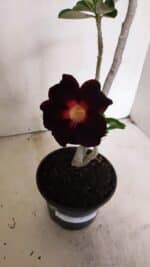 Planta Simples 3342 – 35cm – 03 anos - Imagem 6