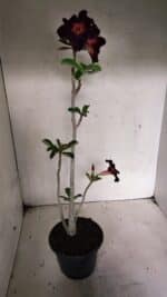 Planta Simples 3342 – 35cm – 03 anos - Imagem 7