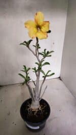 Planta Simples 3343 – 35cm – 03 anos - Imagem 2