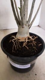 Planta Simples 3343 – 35cm – 03 anos - Imagem 7