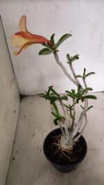 Planta Simples 3343 – 35cm – 03 anos - Imagem 6