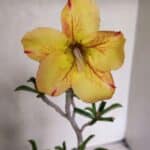 Planta Simples 3343 – 35cm – 03 anos