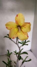 Planta Simples 3343 – 35cm – 03 anos