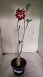 Planta Simples 3344 – 35cm – 03 anos - Imagem 2