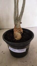 Planta Simples 3344 – 35cm – 03 anos - Imagem 5