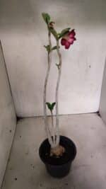 Planta Simples 3344 – 35cm – 03 anos - Imagem 4