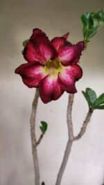 Planta Simples 3344 – 35cm – 03 anos