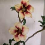 Planta Simples 3345 – 35cm – 03 anos