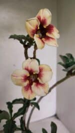 Planta Simples 3345 – 35cm – 03 anos - Imagem 5