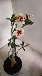 Planta Simples 3345 – 35cm – 03 anos - Imagem 9