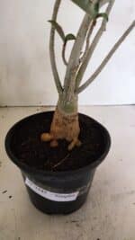 Planta Simples 3345 – 35cm – 03 anos - Imagem 8