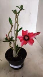 Planta Simples 3346 – 30cm – 02 anos - Imagem 2