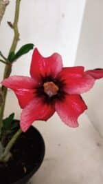 Planta Simples 3346 – 30cm – 02 anos