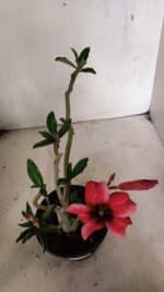 Planta Simples 3346 – 30cm – 02 anos - Imagem 4