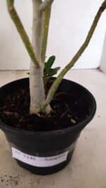 Planta Simples 3346 – 30cm – 02 anos - Imagem 7