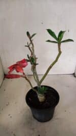 Planta Simples 3346 – 30cm – 02 anos - Imagem 6