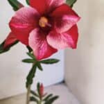 Planta Simples 3355 – 30cm – 02 anos