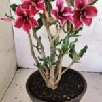 Planta Simples 3360 – 35cm – 04 anos