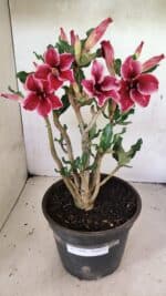 Planta Simples 3360 – 35cm – 04 anos