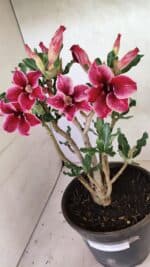 Planta Simples 3360 – 35cm – 04 anos - Imagem 7