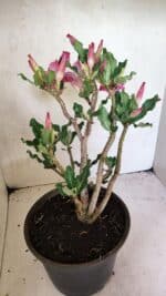 Planta Simples 3360 – 35cm – 04 anos - Imagem 5