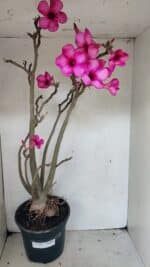 Planta Simples 3361 – 65cm – 06 anos