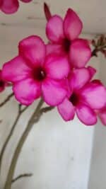 Planta Simples 3361 – 65cm – 06 anos - Imagem 3