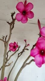 Planta Simples 3361 – 65cm – 06 anos - Imagem 8