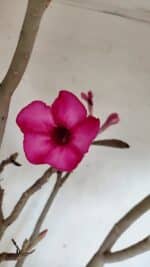 Planta Simples 3361 – 65cm – 06 anos - Imagem 4